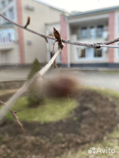 Нутрилак премиум 1