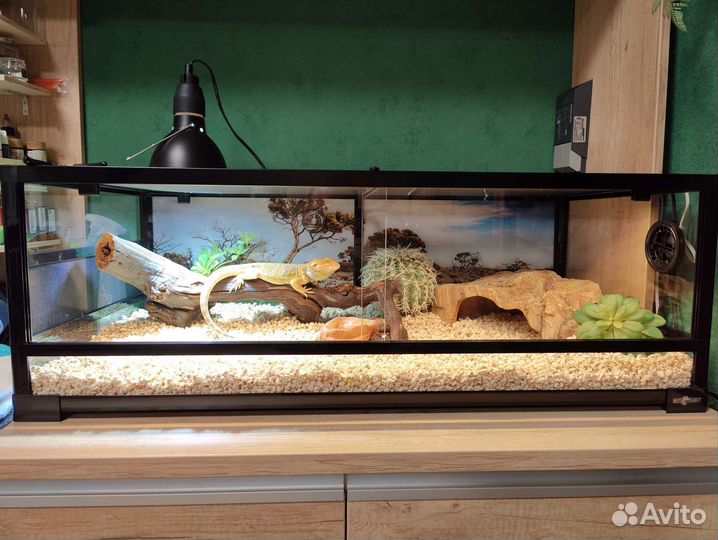 Бородатая агама с террариумом