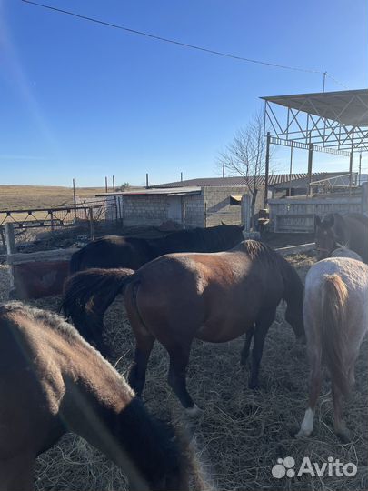 Лошадь лошади табун