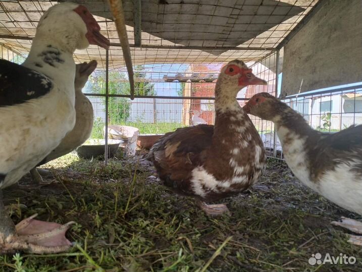 Яйцо индоутки, гуся линда