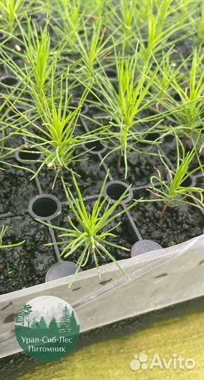 Сосна зкс окс сеянцы Ель Лиственница Голуб Горная