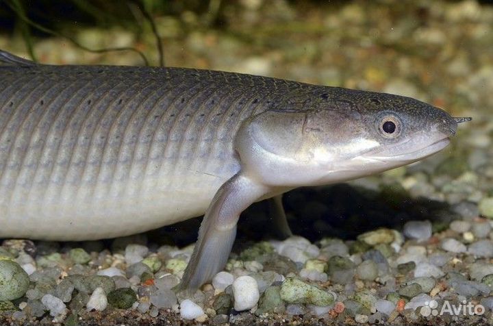 Полиптерус синегальский