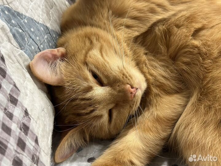 Отдам кошечку