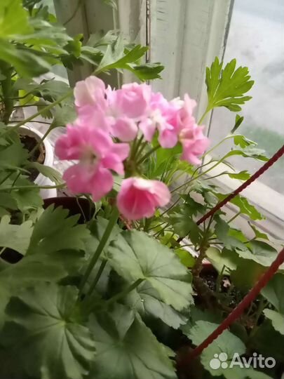 Черенки элитных пеларгоний