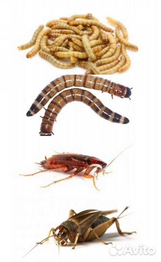 Туркменский таракан, сверчок банановый