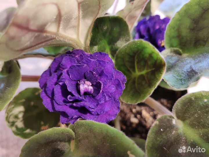 Сортовые фиалки