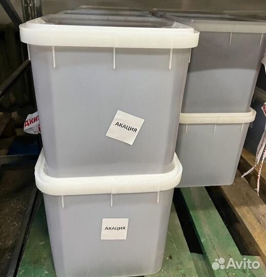 Оптом акация свежая