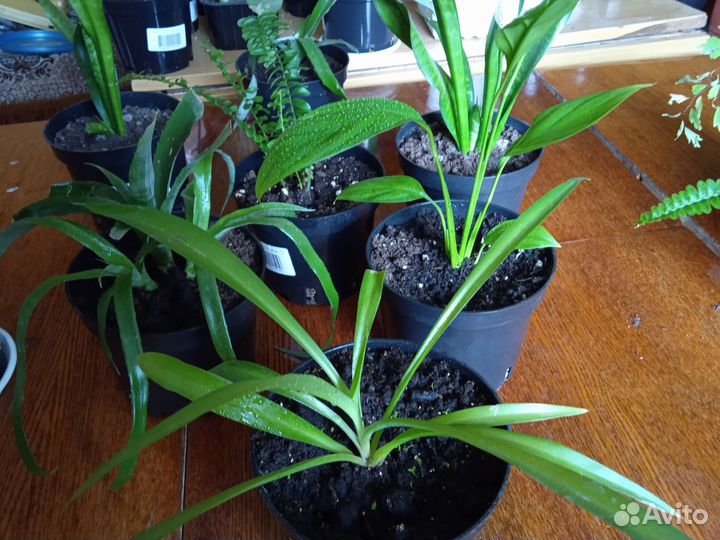 Комнатные цветы