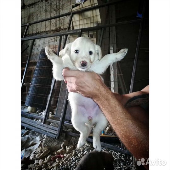 Собака в добрые руки щенки