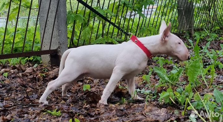 Стандартный бультерьер