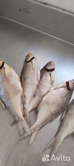 Вяленная рыба