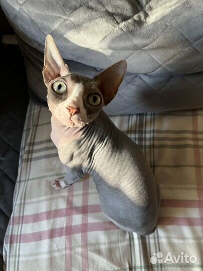 Передержка животных