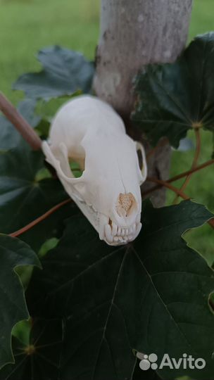 Череп соболя