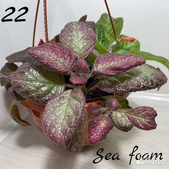 Эписции сортовые Часть3