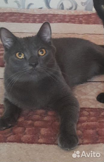 Кот а добрые руки