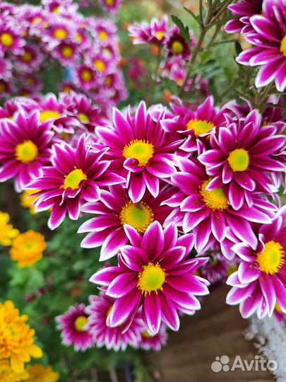 Рассада Хризантема 