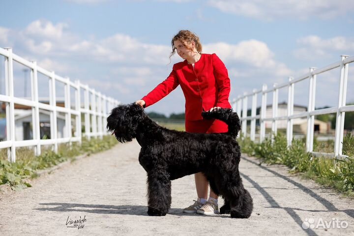 Профессиональный хендлер