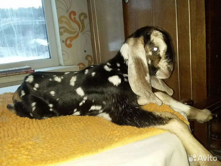 Коза ан покрытая, высокоудойная