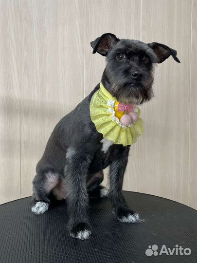 Лиза ищет дом