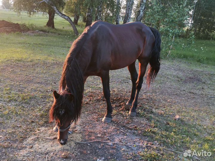 Лошадь жеребец