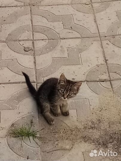 Отдаю котика и кошечку