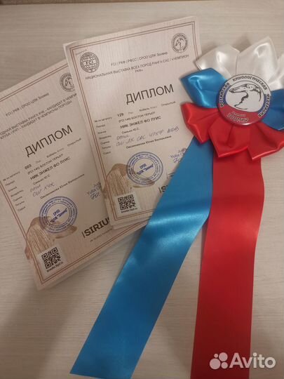 Бостон терьер вязка