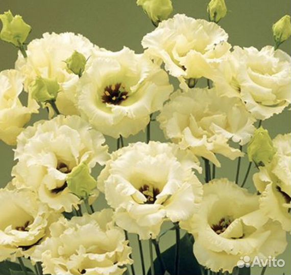 Семена эустомы крупноцветковой