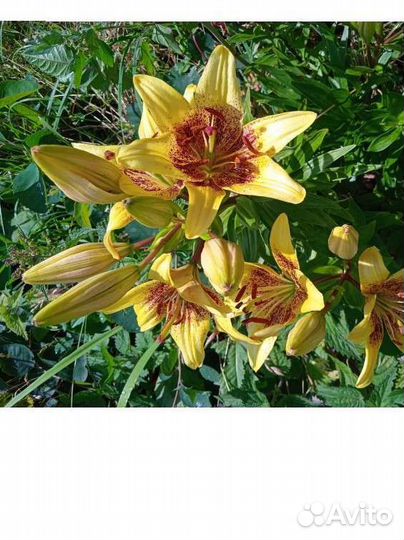 Продаю лилии луковицы