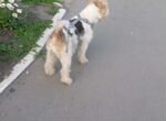Собаки бесплатно в добрые руки купить в Саранске 