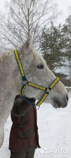 Недоуздок (ошейник)