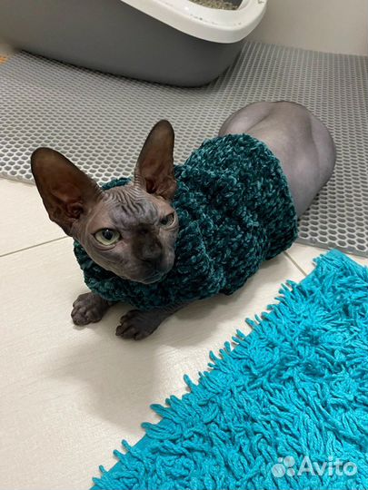 Одежда для кошек и собак