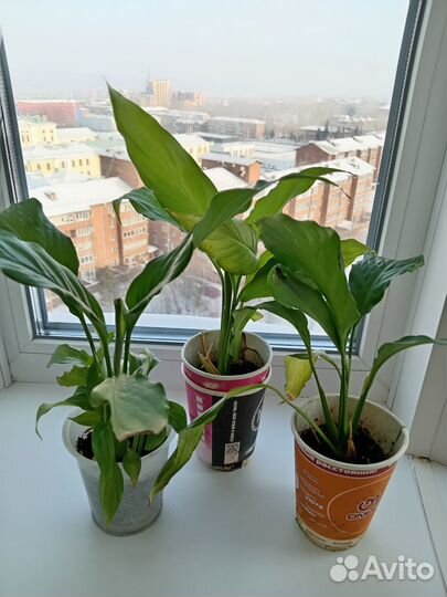 Комнатные цветы