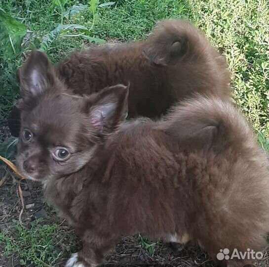 Щенки чихуахуа