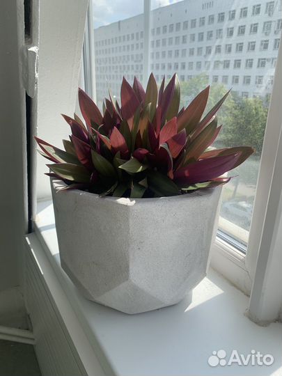 Рео Ладья Моисея