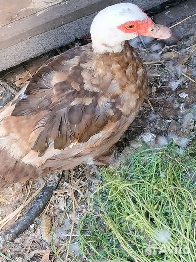 Индоутки взрослые