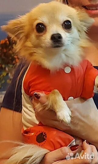 Вязка Чихуахуа