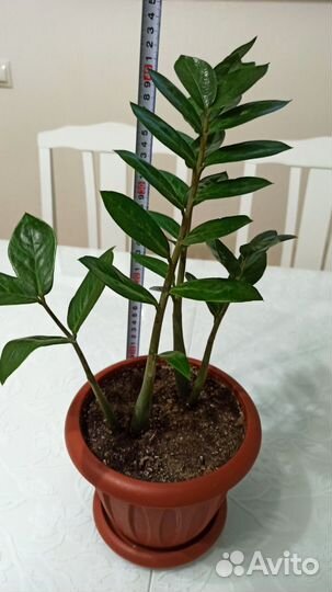 Замиокулькас