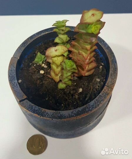 Суккуленты в кашпо ручной работы