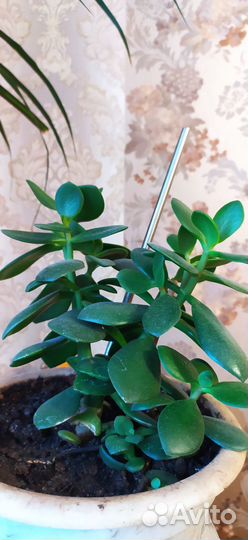 Саженцы комнатных растений