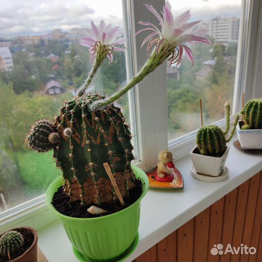 Кактус цветущий