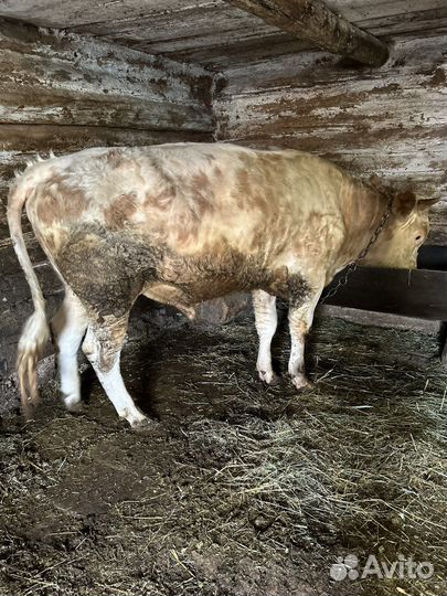 Быки на мясо живым весом