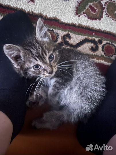 Котенок 2 месяца