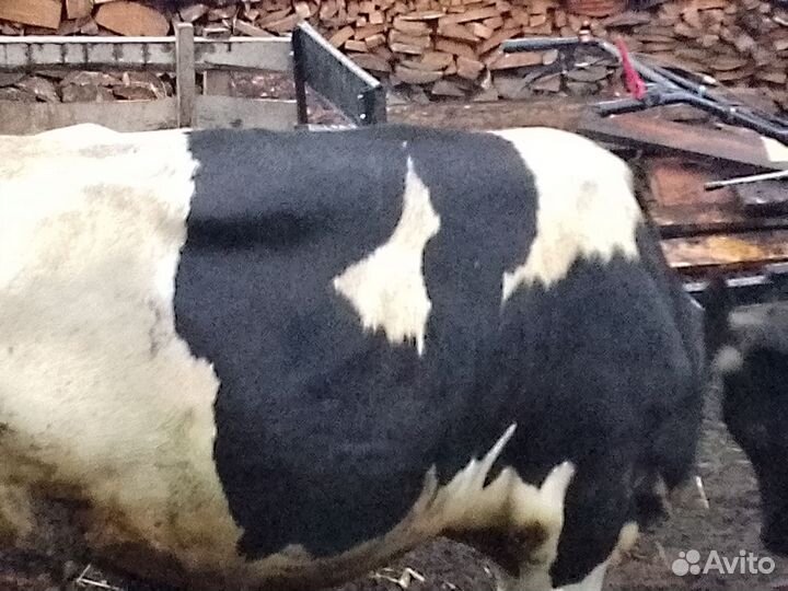 Быки на мясо