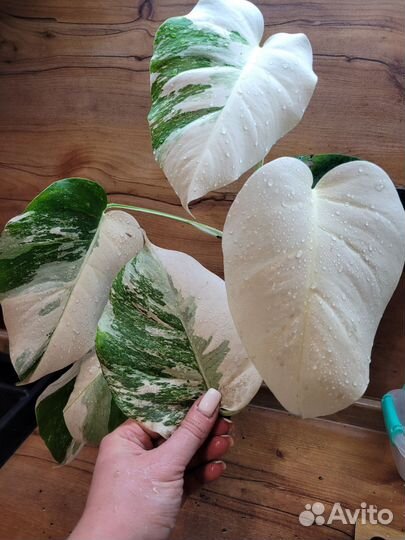 Монстера вариегатная альба 7