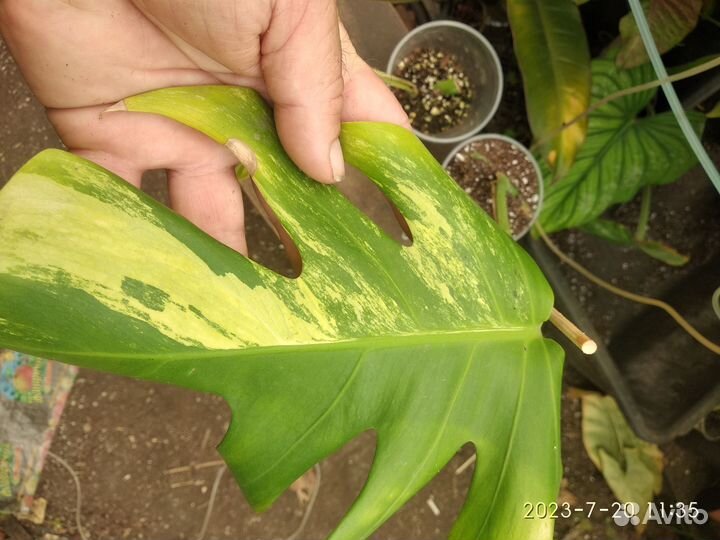 Монстера Pertusa yellow splash