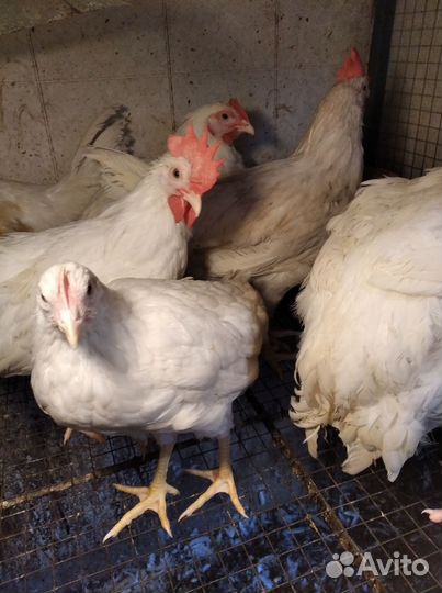 Молодые петухи, Легорн