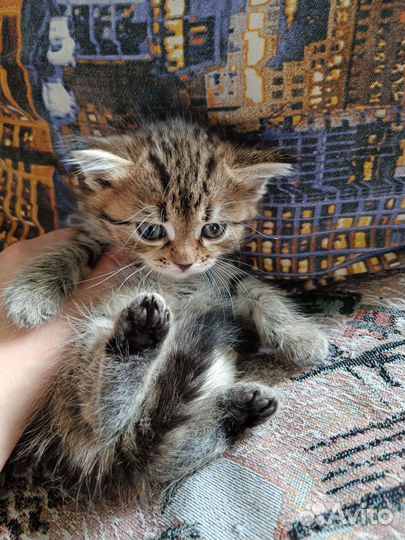 Кошка