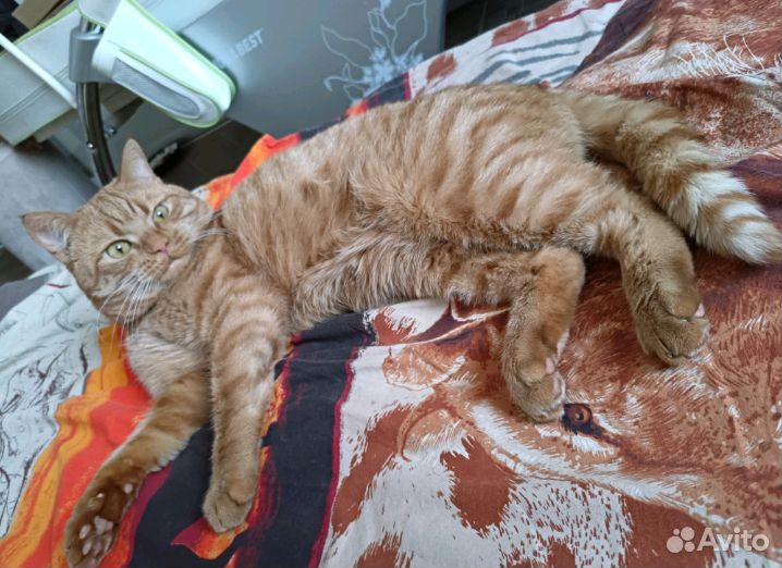 Кот на вязку