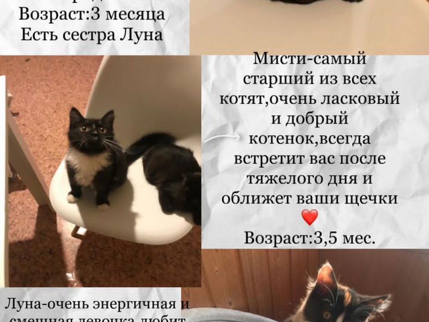 Котята позитивчики 3 месяца