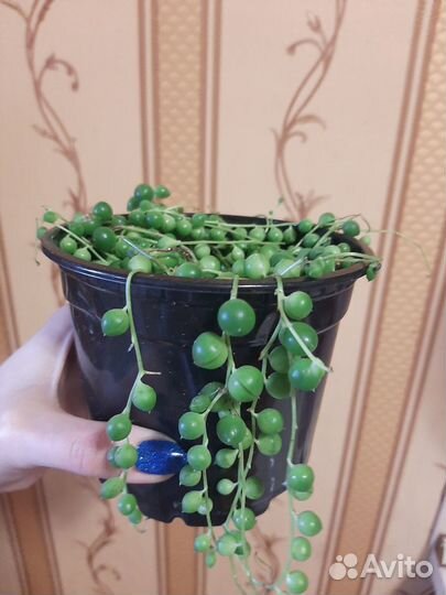 Крестовник роули